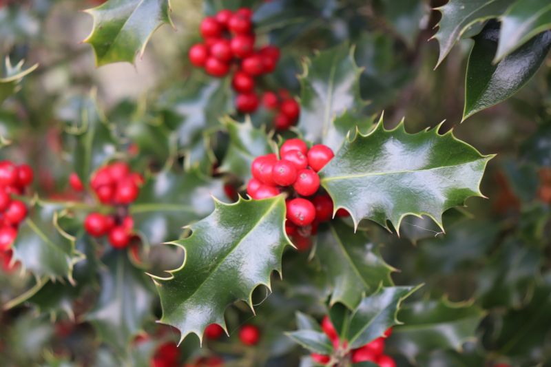Holly Shrub Pruning