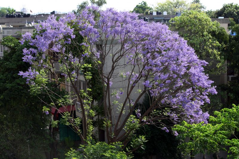 Jacaranda Pruning