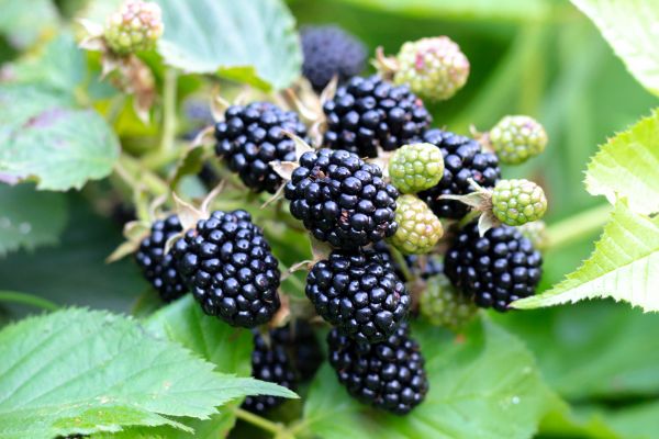 Blackberry Bush Removal in Gallatin
