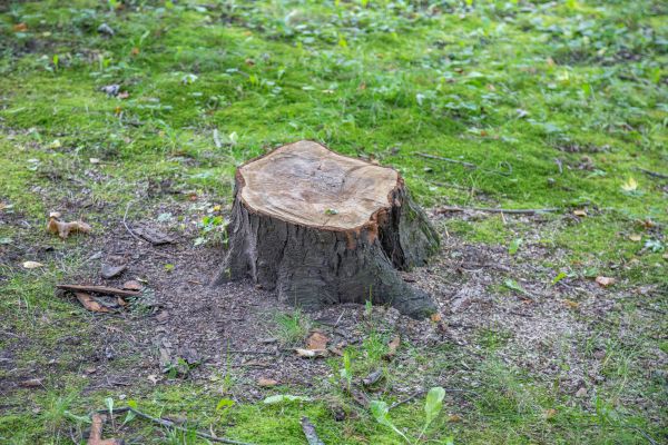 Bush Stump Removal in Gallatin