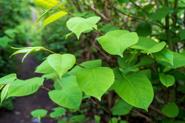Invasive Plant Removal in Gallatin