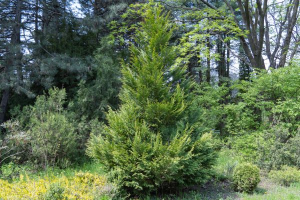Juniper Pruning in Gallatin