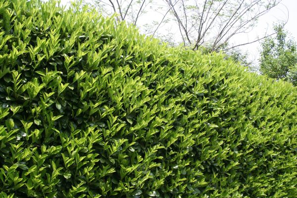 Laurel Removal in Gallatin