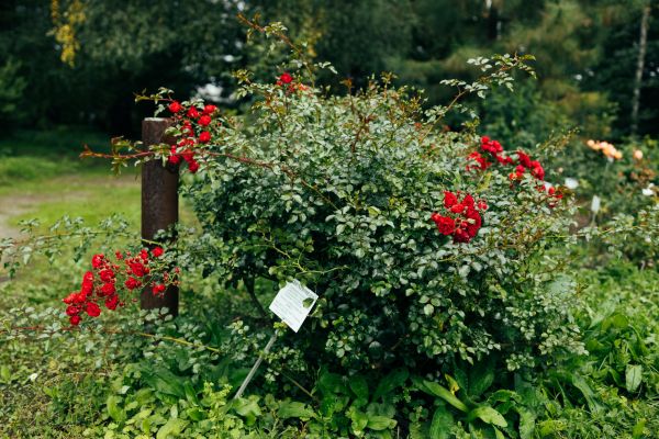 Rose Bush Removal in Gallatin