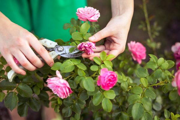 Rose Trimming in Gallatin