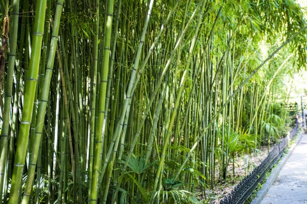 Bamboo Root Removal in Gallatin