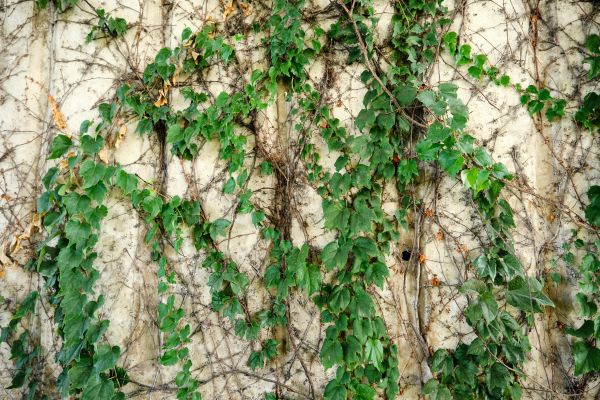 Vine Removal Service in Gallatin