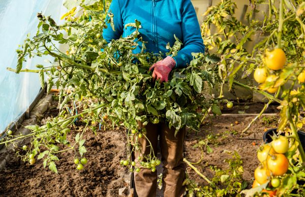 Garden Plant Removal in Gallatin