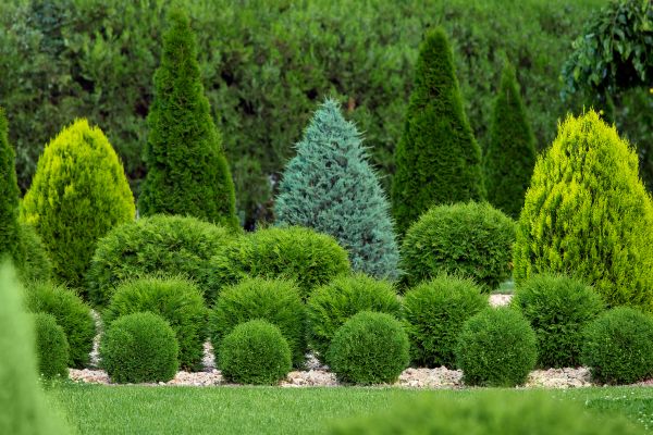 Shrub Shaping in Gallatin
