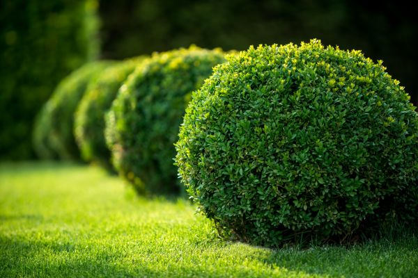 Bush Pruning in Gallatin