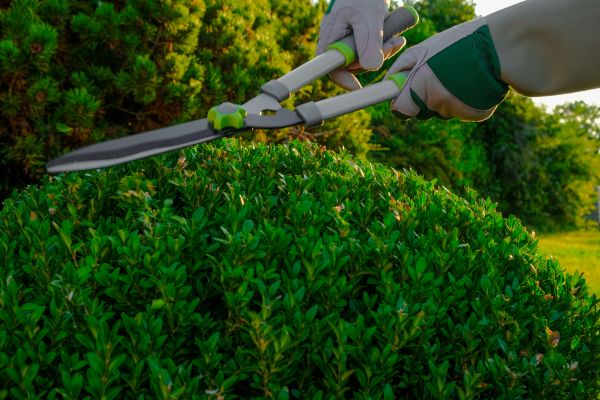 Topiary Shearing in Gallatin