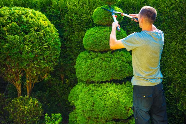Topiary Shaping in Gallatin