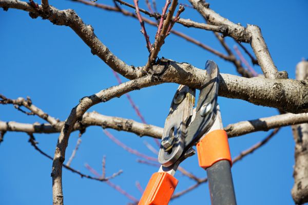 Selective Pruning in Gallatin