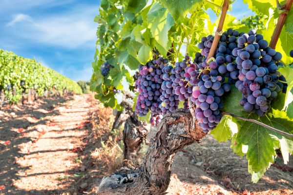 Grapevine Pruning in Gallatin