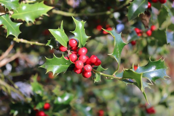 Holly Tree Trimming in Gallatin