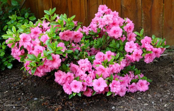 Azaleas Removal in Gallatin