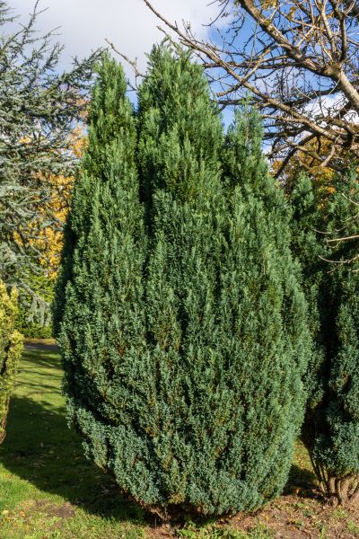 Juniper Trimming in Gallatin