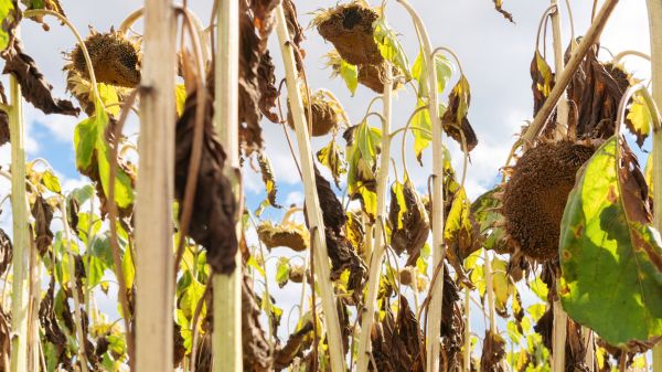 Dead Plant Removal in Gallatin