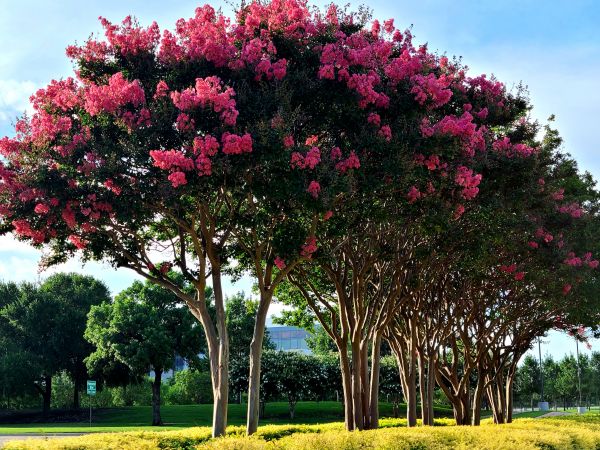Crepe Myrtle Pruning in Gallatin