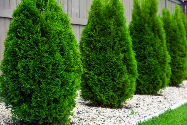 Arborvitae Pruning in Gallatin