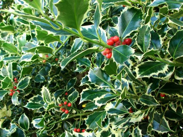 Holly Bushes Trimming in Gallatin