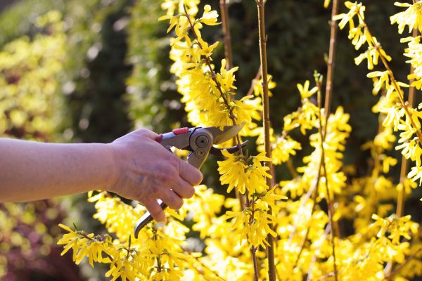 Forsythia Pruning in Gallatin