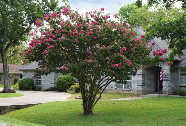 Crepe Myrtle Trimming in Gallatin
