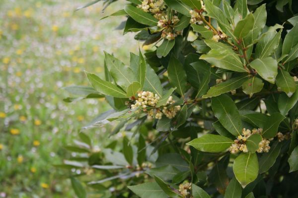 Laurel Trimming in Gallatin