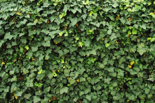 Ivy Pruning service in Gallatin
