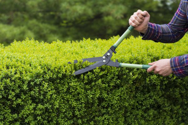 Evergreen Shrub Pruning in Gallatin