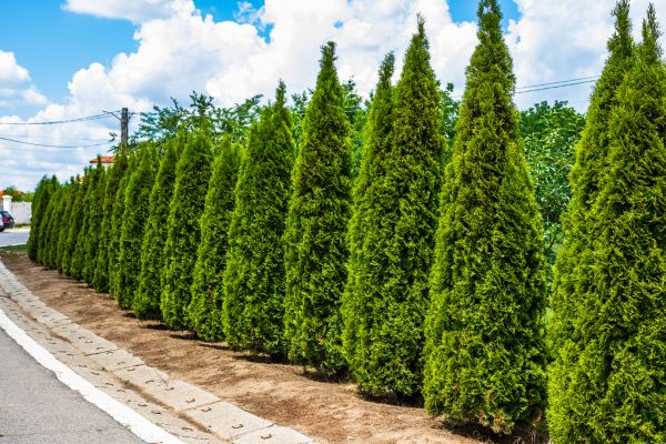 Arborvitae Shearing in Gallatin