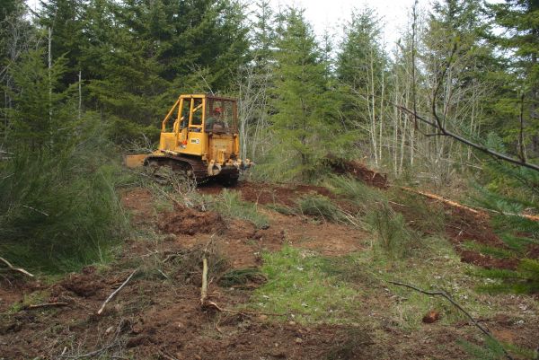 Shrubbery Clearing in Gallatin