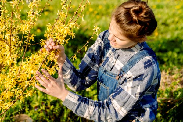 Forsythia Trimming in Gallatin