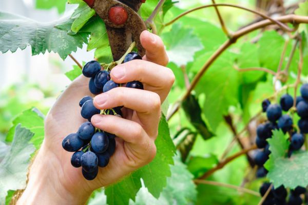 Vineyard Pruning in Gallatin