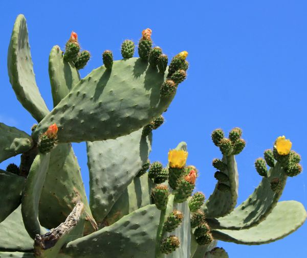 Cactus Removal in Gallatin