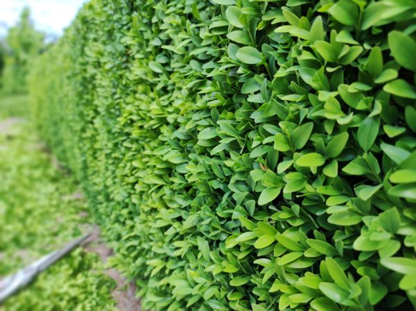 Boxwood Pruning in Gallatin