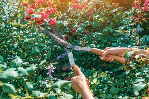Knockout Roses Pruning in Gallatin