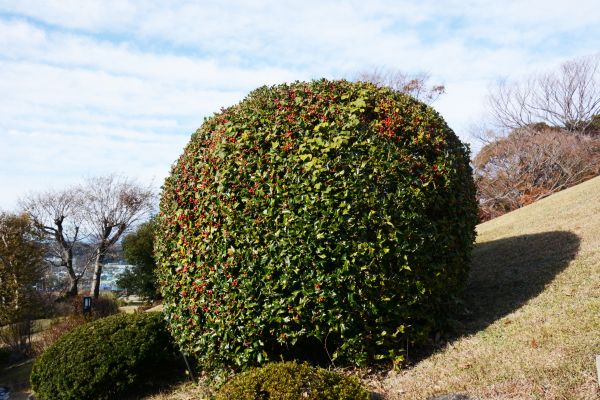 Holly Shrub Pruning in Gallatin