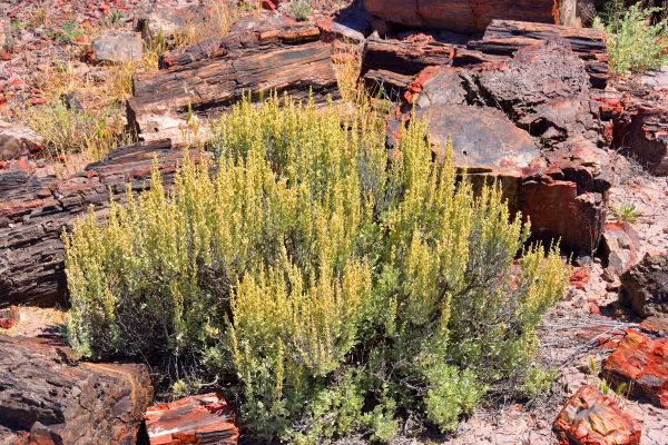 Sagebrush Removal in Gallatin