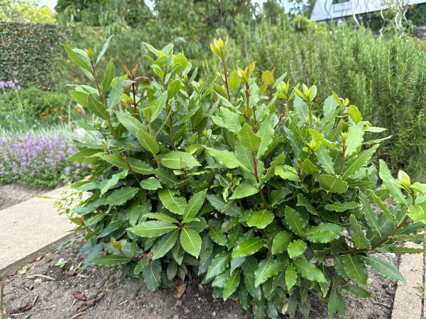 Laurel Hedge Trimming in Gallatin