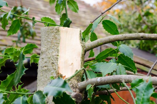 Holly Tree Removal in Gallatin