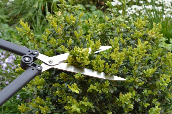 Boxwood Trimming in Gallatin