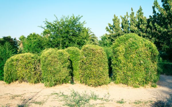 Bamboo Hedge Removal in Gallatin