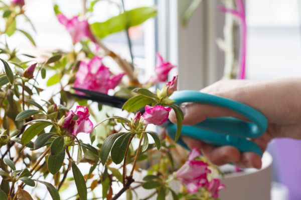 Azalea Pruning in Gallatin