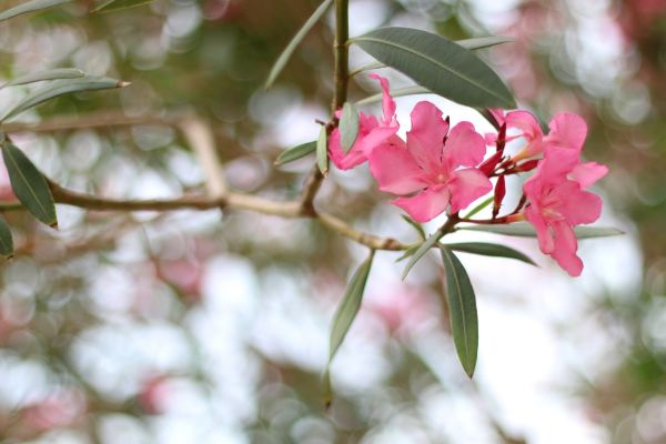 Oleander Removal in Gallatin