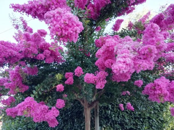 Crape Myrtle Pruning in Gallatin