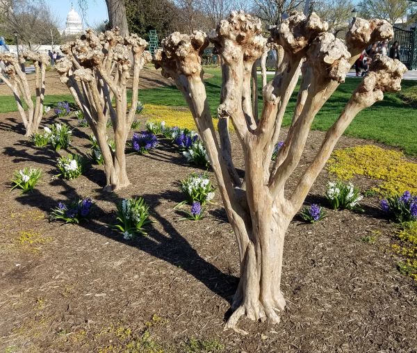 Myrtle Tree Removal in Gallatin