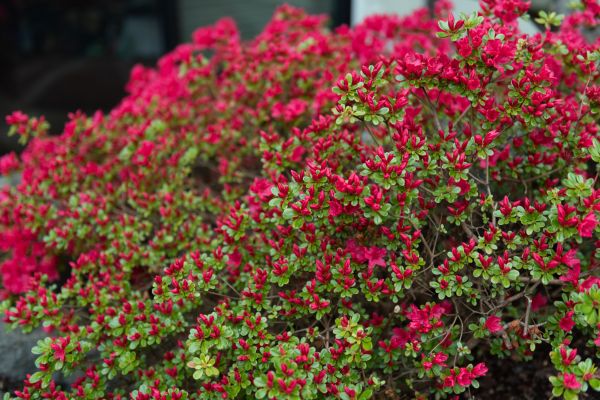 Weigela Removal Service in Gallatin