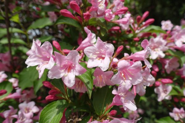Weigela Pruning Service in Gallatin