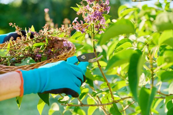 Lilac Trimming Service in Gallatin